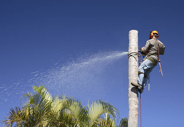 New Middletown, OH Tree Services Company