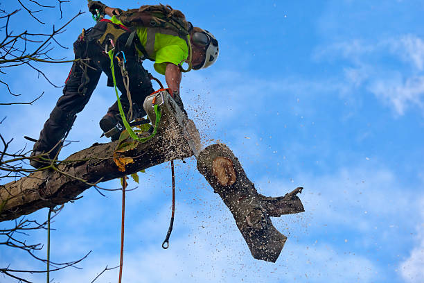 How Our Tree Care Process Works  in  New Middletown, OH